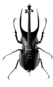 insecte violoncelle